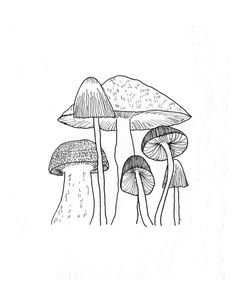 three different types of mushrooms are shown in this black and white drawing by artist mark