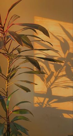 a potted plant in front of a wall with the shadow of leaves on it