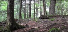 a forest filled with lots of trees and mossy ground covered in green leaves on the side of a hill