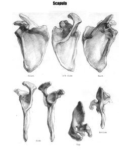 four different views of the same animal's bones, each with its own individual bone