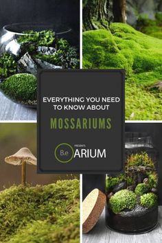 moss growing on the ground with text overlay saying everything you need to know about mossaruns