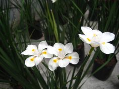 some white flowers are sitting in the grass