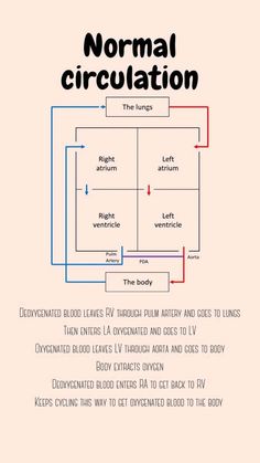 the normal circulation diagram is shown in red and blue, with words below it