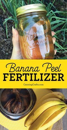 banana peel fertiilizer in a jar with bananas on the side and text overlay