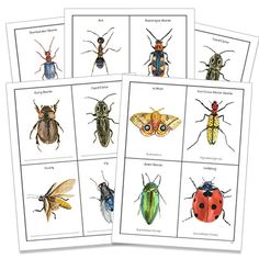 six different types of bugs and insects