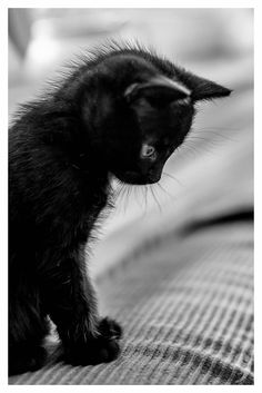 a small black kitten sitting on top of a bed