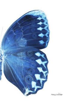 a blue butterfly with white spots on its wings