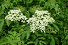 some white flowers and green leaves in the grass