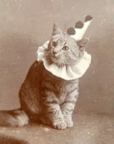 an old photo of a cat wearing a hat