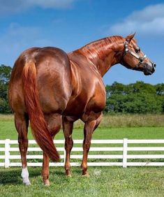 a large brown horse standing on top of a lush green field next to a white fence