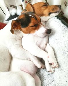 two dogs are sleeping together on a blanket