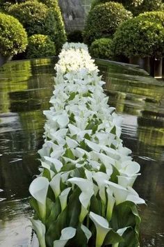 white flowers are lined up in the water