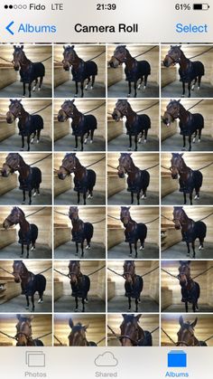 the camera roll is being used to take pictures of horses in different poses and sizes