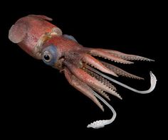 an octopus is shown in the dark with its mouth open