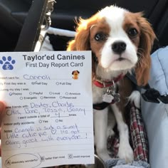 a small brown and white dog sitting in the back seat of a car holding a sign