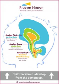 the brain and its functions in children's brain development infographical poster for beacon house