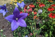 purple and red flowers blooming in a garden