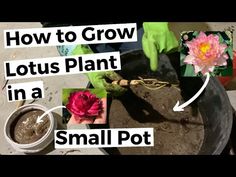 how to grow lotus plant in a small pot