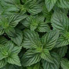 green leaves are growing in the garden