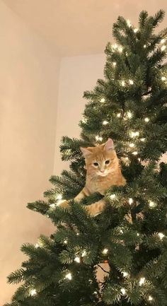 a cat is sitting in the top of a christmas tree with its eyes open and it's head hanging down