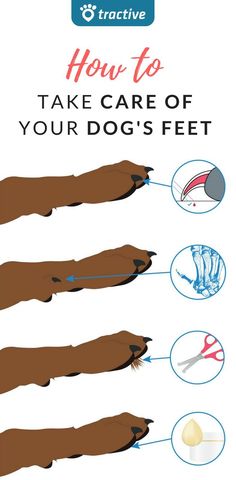 an info sheet describing how to take care of your dog's feet