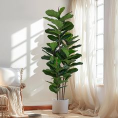 a potted plant sitting in front of a window next to a chair and rug