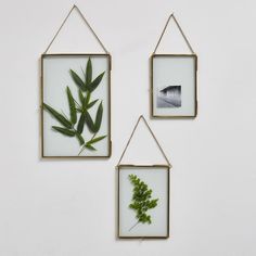 three frames with plants hanging on the wall