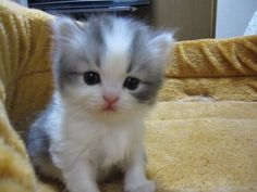 a small gray and white kitten sitting on top of a yellow couch next to a tv