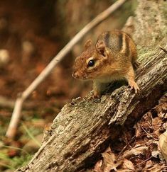 a small squirrel sitting on top of a tree trunk