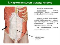 the muscles are labeled in russian and english