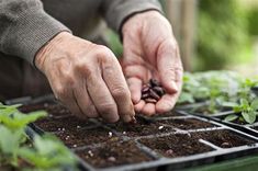 a person is picking seeds from a plant in the ground with their hands on them