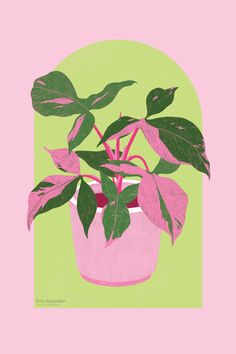 a potted plant with green leaves on a pink and green background in an oval frame