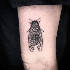 a small black and white insect tattoo on the arm