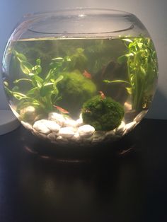 an aquarium filled with green plants and rocks