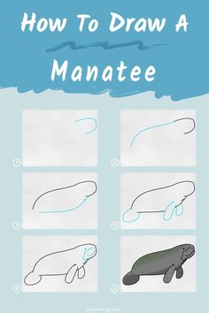 6 steps demonstrating how to draw a manatee drawing for kids. Manatee Rock Painting, How To Draw A Manatee, Manatee Painting Easy, Manatee Drawing, Manatee Painting, Ocean Drawings, Manatee Art, Work Hat