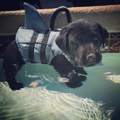 a dog wearing a shark costume in the water