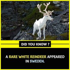 a white reindeer standing on top of a rocky hillside next to a black and yellow border