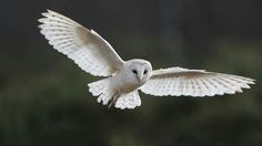 a white owl is flying in the air