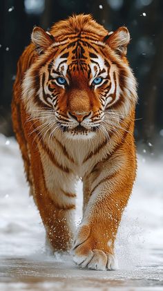 a tiger walking through the snow with blue eyes