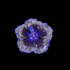 a purple and blue flower on a black background