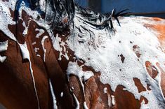 the back end of a brown and white horse with lots of water on it's face