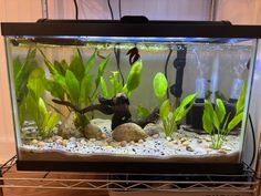 an aquarium with plants and rocks in it