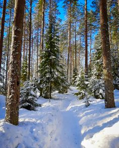 a path through the woods covered in snow