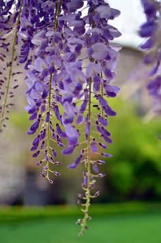 purple flowers are hanging from the branches in front of a building and green lawn area