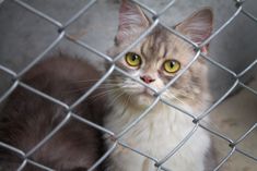 a grey and white cat sitting behind a chain link fence looking up at the camera