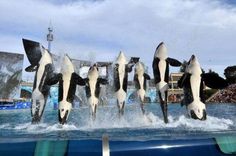 four orca jumping out of the water in front of a crowd at seaworld