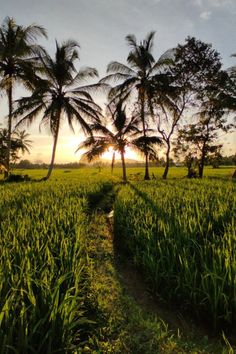 the sun is setting behind some palm trees in a field with tall grass and green plants