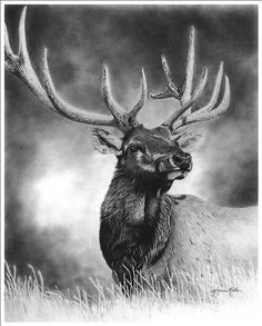 a black and white photo of a deer with antlers