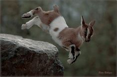 a small brown and white goat jumping over a rock