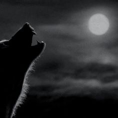 a black and white photo of a wolf looking up at the moon